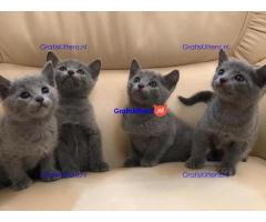 Knuffel Pure Russisch Blauwe Kittens Nu beschikbaar
