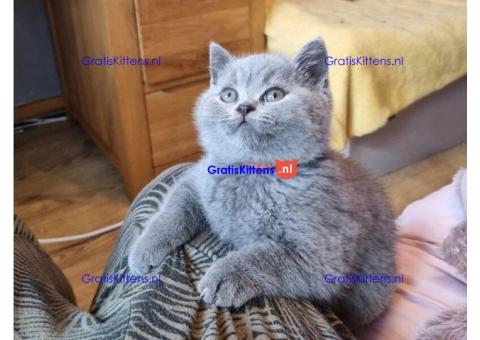 Prachtige brits blauwe kittens