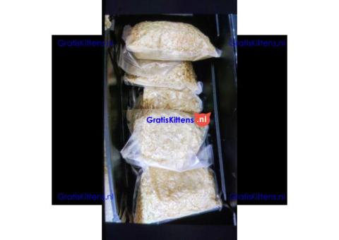 compra 4MMC,compra 3mmc,compra crystal meth , compra eutylone,compra apihp, compra aphp pvp