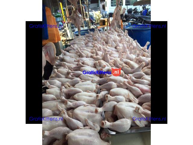 Wholesale Suppliers Premium Quality Halal Frozen Whole Chicken And Chicken Parts With Comp