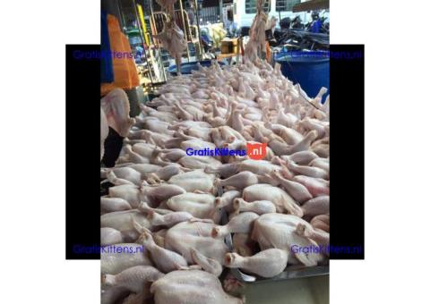 Wholesale Suppliers Premium Quality Halal Frozen Whole Chicken And Chicken Parts With Comp