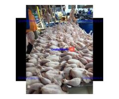 Wholesale Suppliers Premium Quality Halal Frozen Whole Chicken And Chicken Parts With Comp