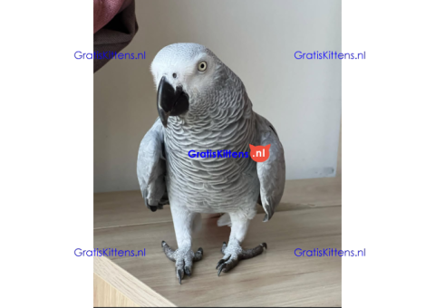 African Grey parrot for sale