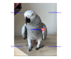 African Grey parrot for sale