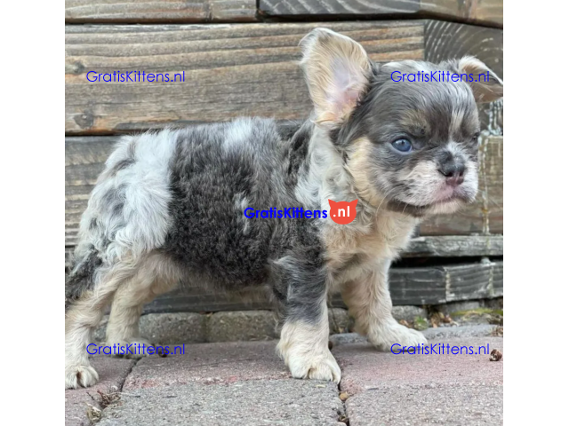 adorable poetic French bulldog puppies for adoption