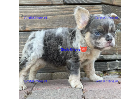 adorable poetic French bulldog puppies for adoption
