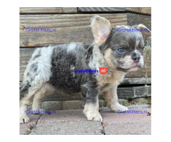 adorable poetic French bulldog puppies for adoption