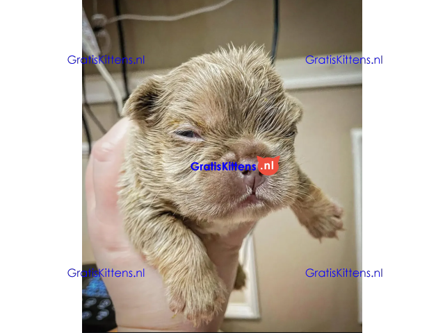 adorable poetic French bulldog puppies for adoption