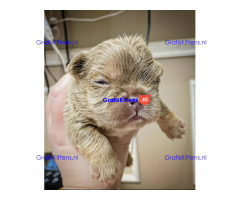 adorable poetic French bulldog puppies for adoption