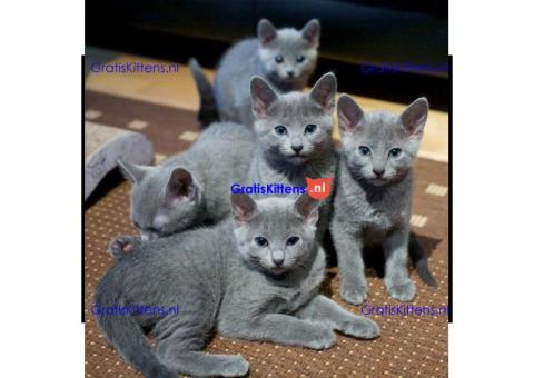 Britse Korthaar/Scottish Fold Blauw en Lilac kitten € Whatsapp-nummer: +31 6 877 322 95