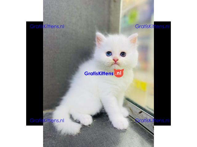 Chakara, gezonde Perzische kittens.