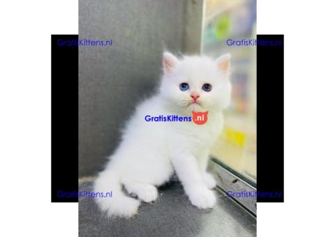 Chakara, gezonde Perzische kittens.