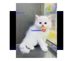 Chakara, gezonde Perzische kittens.