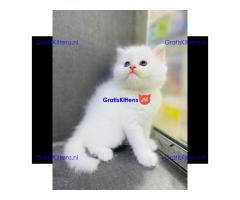 Chakara, gezonde Perzische kittens.