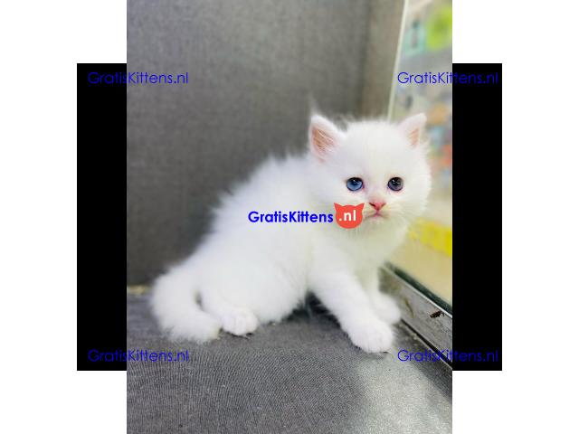 Chakara, gezonde Perzische kittens.