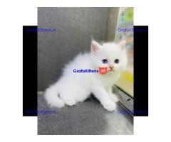 Chakara, gezonde Perzische kittens.