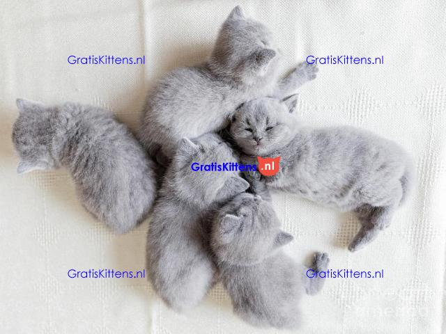 Britse Korthaar/Scottish Fold Blauw en Lilac kitten