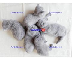 Britse Korthaar/Scottish Fold Blauw en Lilac kitten