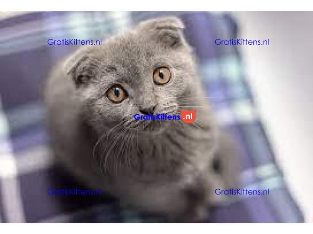 Britse Korthaar/Scottish Fold Blauw en Lilac kitten