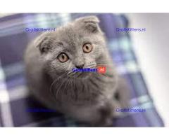 Britse Korthaar/Scottish Fold Blauw en Lilac kitten