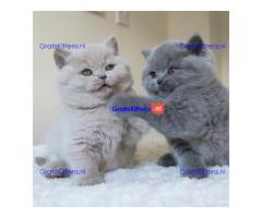 Britse Korthaar/Scottish Fold Blauw en Lilac kitten