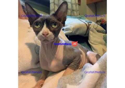 Mooie knuffelige vrouwelijke Sphynx