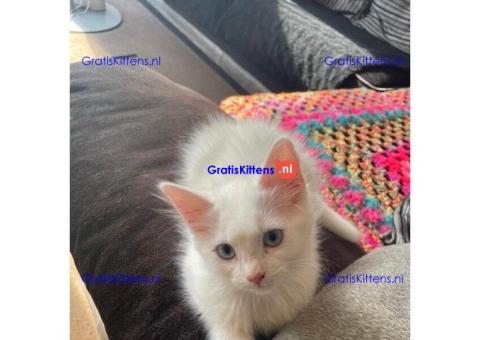 2 prachtige witte kittens