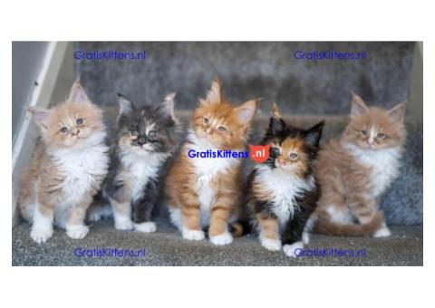 Prachtige TICA Maine Coon kittens
