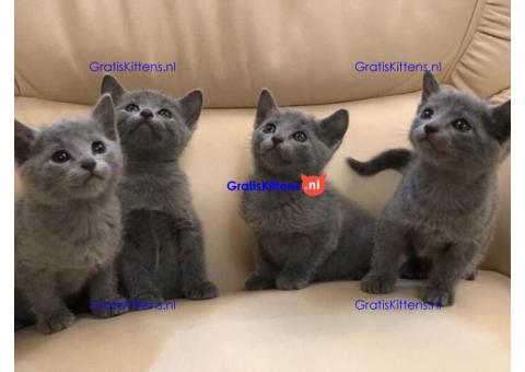 Knuffel Pure Russisch Blauwe Kittens Nu beschikbaar