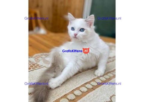 Lieve GCCF geregistreerde blauwe tweekleurige Ragdoll reu en teef