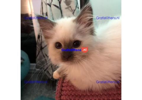 Geregistreerd Sealpoint Kitten.