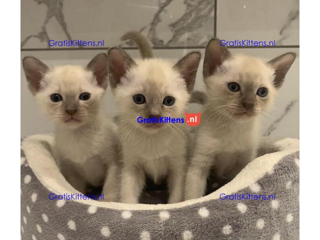 Mooie Stamboom Tonkinese Kittens