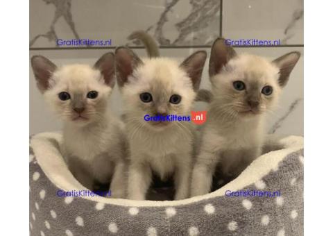 Mooie Stamboom Tonkinese Kittens