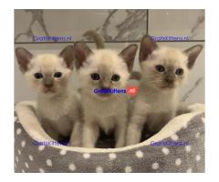 Mooie Stamboom Tonkinese Kittens