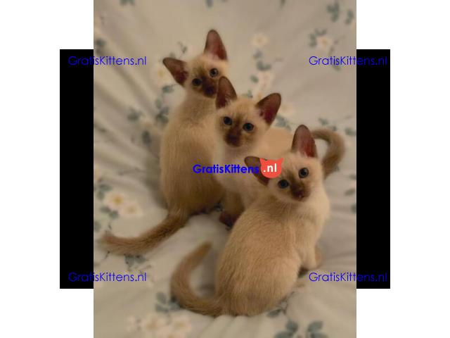 Mooie Stamboom Tonkinese Kittens