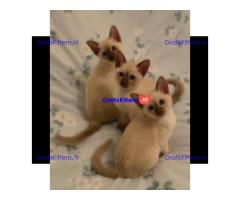 Mooie Stamboom Tonkinese Kittens