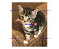 Bootifull Kittens 2 meisjes 2 jongens