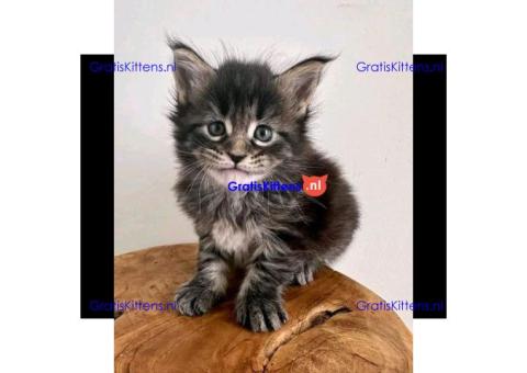 Maine Coon kitten