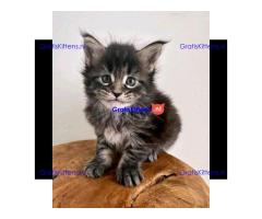 Maine Coon kitten