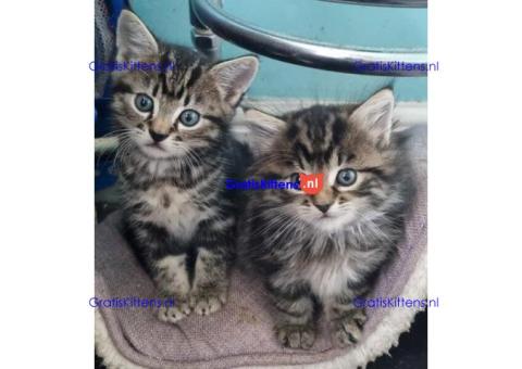 5 prachtige kittens (1 jongen 1 meisje over)