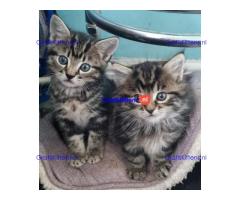 5 prachtige kittens (1 jongen 1 meisje over)