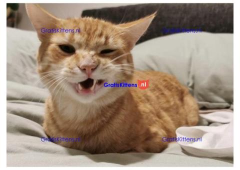 Katten voor herplaatsing