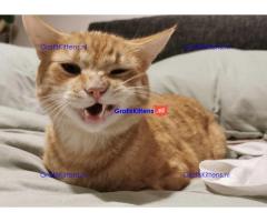 Katten voor herplaatsing