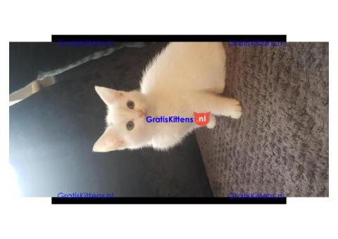 Katten voor herplaatsing