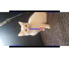 Katten voor herplaatsing