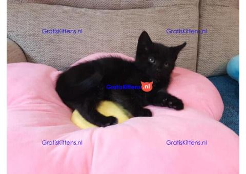 Katten voor herplaatsing