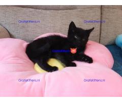 Katten voor herplaatsing