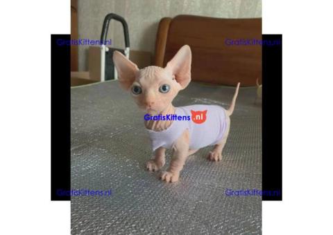 Munchkin Sphynx kittens ter gratis adoptie