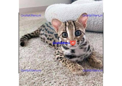 Gratis Savannah Kittens ter adoptie