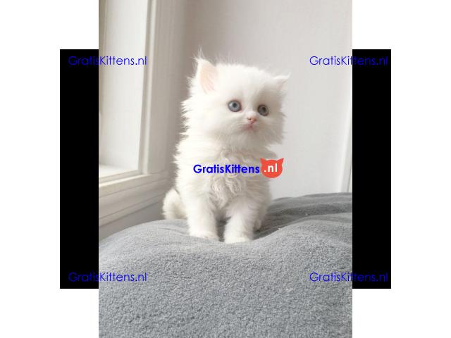 Gratis Perzische kittens ter adoptie